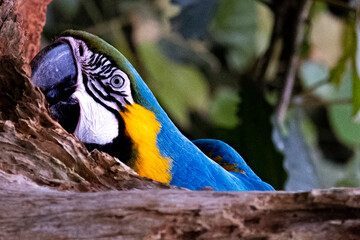 Blue and Gold Macaw 