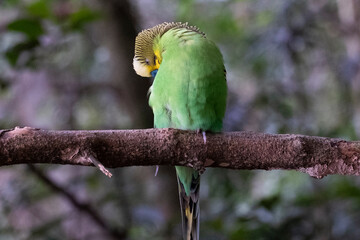 Green Budgie Parakeet