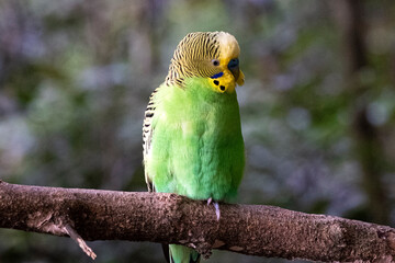 Green Budgie Parakeet