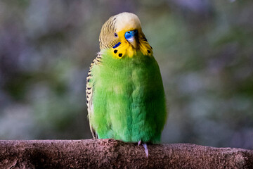 Green Budgie Parakeet