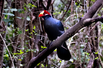 Double Toothed Barbet