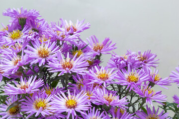 Fototapeta premium bouquet of beautiful purple chrysanthemums on a white background
