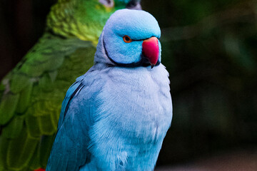 Blue Parrot