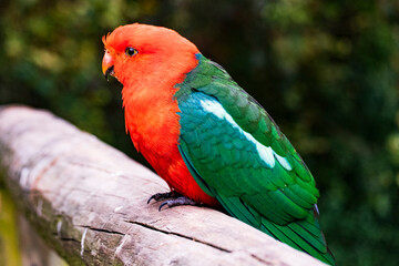 Australian King Parrot 