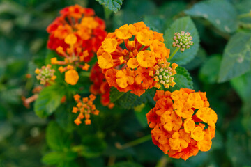 Red and Orange Flowers
