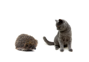 hedgehog and gray kitten on a white background