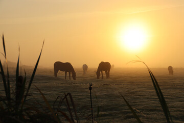 Fototapeta na wymiar Horses in a foggy landscape at sunrise