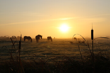Fototapeta na wymiar Horses in a foggy landscape at sunrise