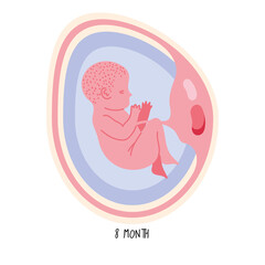 embryo development eighth month