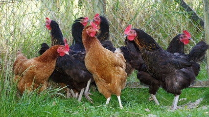 plusieurs  poules