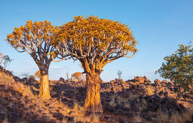 Sunrise at the Quiver Tree Forest near Keetmanshoop, Namibia