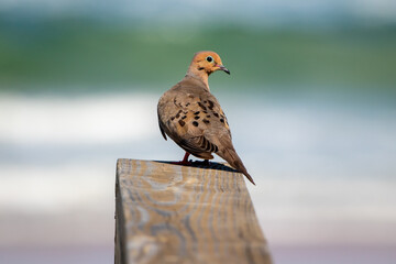 A Mourning Dove visiting the beach in Florida.