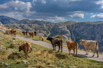 Cows walking on a mountain road, Montenegro
 - obrazy, fototapety, plakaty