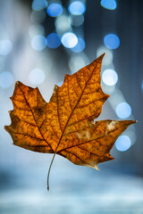 Autumn leaves flying with bokeh lights background