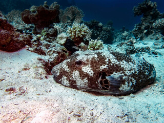 A Starry Puffer (Arothron stellatus) in the Red Sea, Egypt