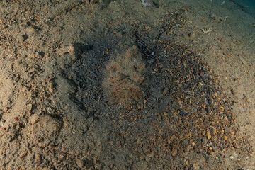 Coral reef and water plants in the Red Sea, Eilat Israel
