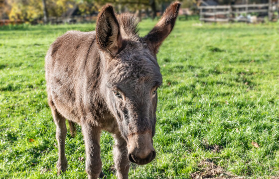Portrait of a donkey in the meadow.