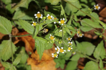 Kleine weiße Blüten des Knopfkrautes, Galinsoga parviflora