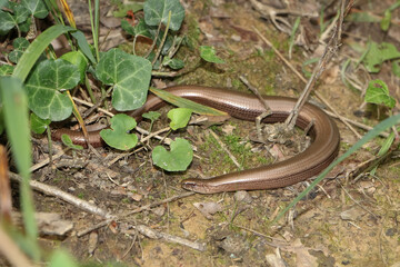 Blindschleiche im Wald, Anguis fragilis