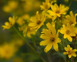 yellow flowers in spring
