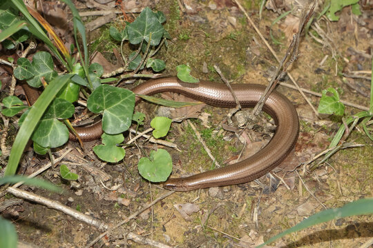 Blindschleiche im Wald, Anguis fragilis