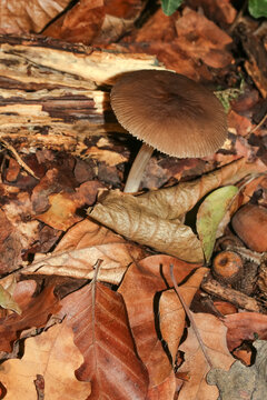 Pilz Rotbrauner Scheidenstreifling, Amanita fulve