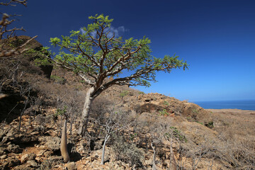 tree in the desert