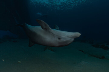 Fototapeta premium Dolphin swimming in the Red Sea, Eilat Israel 