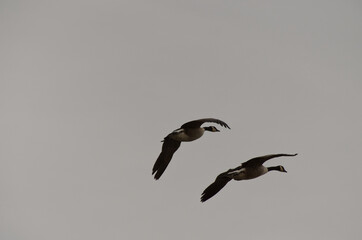 Canadian Geese in the Air