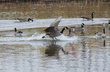 Canada Goose coming in for a Landing