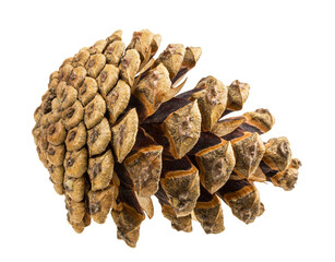 Brown pine cone on white background with clipping pass