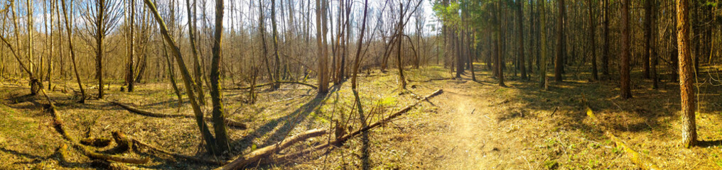 Early spring landscape, panoramic forest scenery, trail