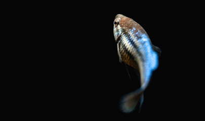 Female Siamese fighting fish (Betta splendens)