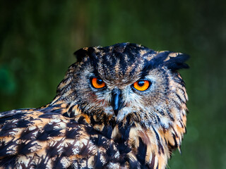 A portrait of an eagle owl