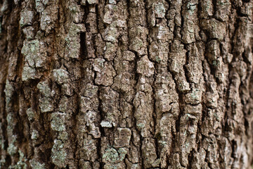 Oak Tree Trunk