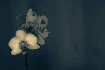 Orchidee Orchideenblüten schwarz  weiß monochrom mit Raum für Text