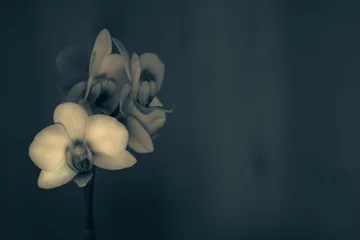 Foto auf Leinwand Orchidee Orchideenblüten schwarz  weiß monochrom mit Raum für Text © Gisela