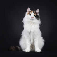 Adult tortie Turkish Van cat, sitting up facing front. Looking towards camera with mesmerizing green eyes. Isolated on a black background.