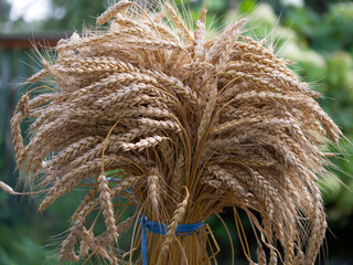 A sheaf of ripe golden wheat, close-up.