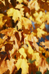 Golden autumn maple leaves in full screen.