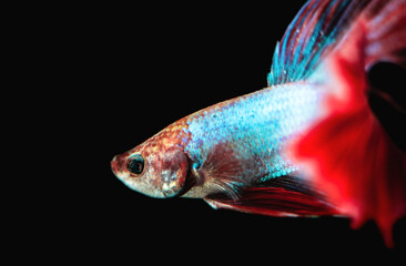 Beautiful male Siamese fighting fish (Betta splendens), 'Red Butterfly Rosetail' variant, close-up