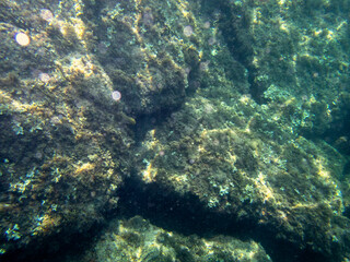 Fondale marino Isola Bella Taormina 42