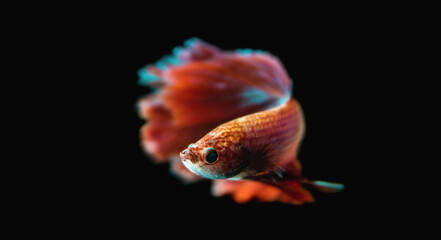 Obraz premium Beautiful male Siamese fighting fish (Betta splendens), 'Red Butterfly Rosetail' variant