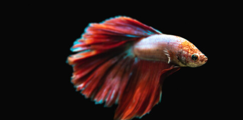 Fototapeta premium Beautiful male Siamese fighting fish (Betta splendens), 'Red Butterfly Rosetail' variant