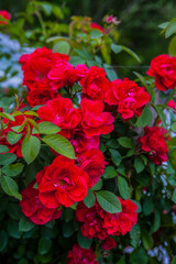 red roses in a garden - 474058301