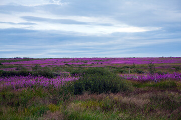 lavender field in region - 474058549