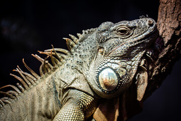 Green iguana (Iguana iguana) portrait