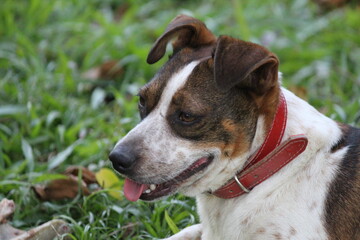 cachorro au au - canis lupus familiaris                                           