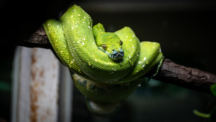 Green tree python (Morelia viridis) on a branch