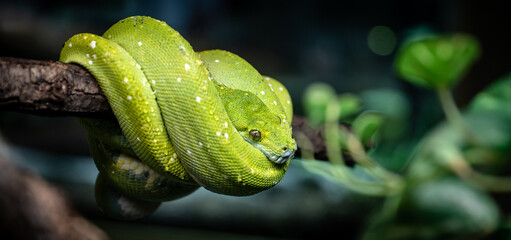 Green tree python (Morelia viridis) on a branch